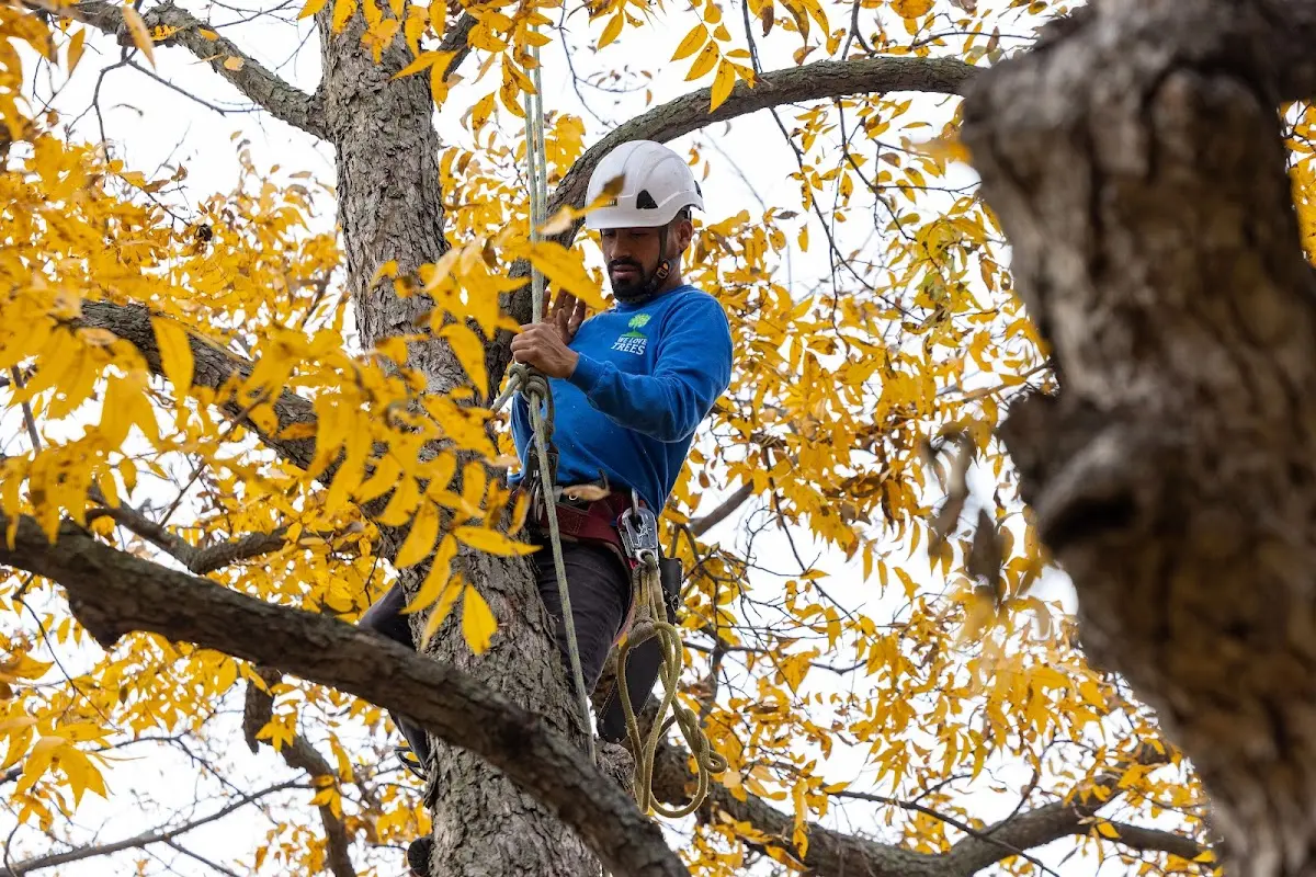 Skilled Storm Damage Cleanup crew working in Velarde